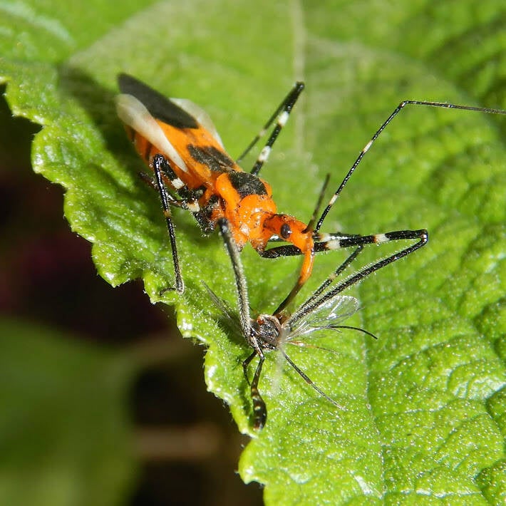 Milkweed Assassin Bug (8)