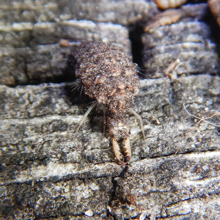 Myrmeleon Pit-Trapping Ant Lion (1)