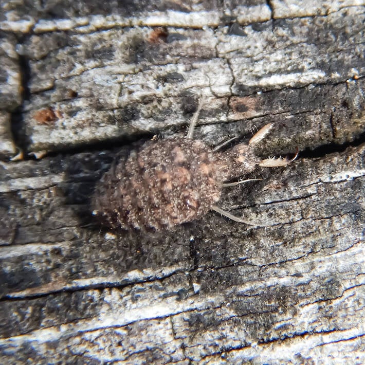 Myrmeleon Pit-Trapping Ant Lion (3)