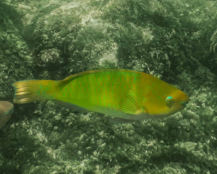 Rainbow Parrotfish (2)