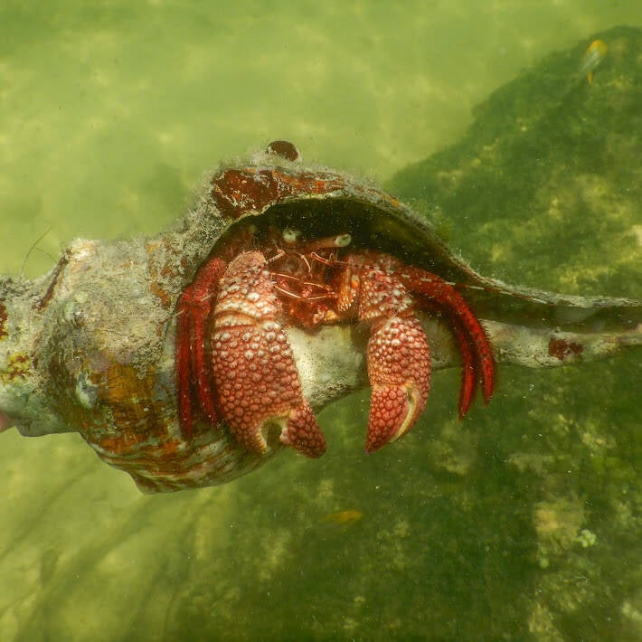 Giant Hermit Crab (1)