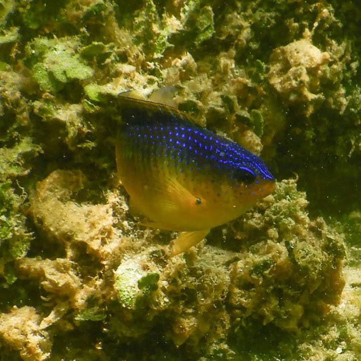 Caribbean Cocoa Damselfish (1)