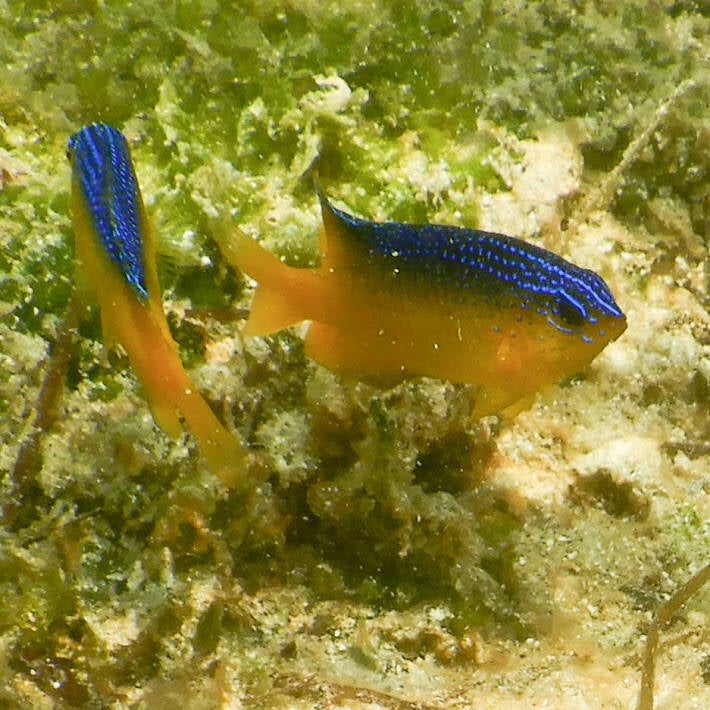 Caribbean Cocoa Damselfish (2)