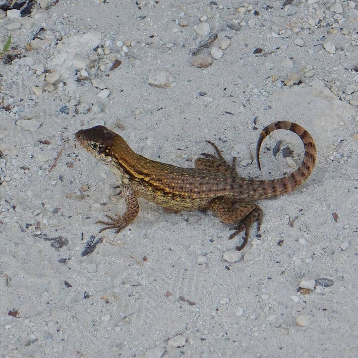 Northern Curly-Tailed Lizard (2)