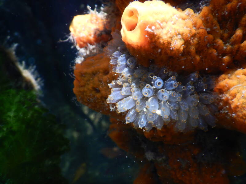 Mangrove Tunicate (1)