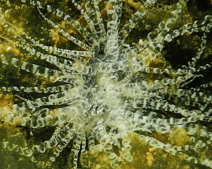 Corkscrew Anemone (1)