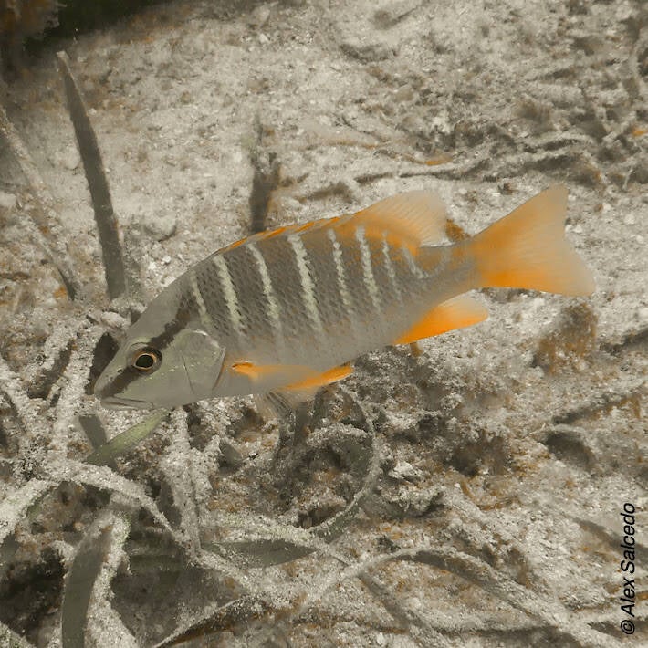 Schoolmaster Snapper (2)