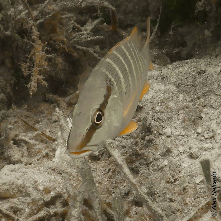 Schoolmaster Snapper (1)