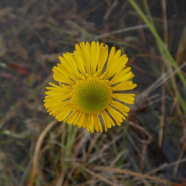 Southeastern Sneezeweed (1)