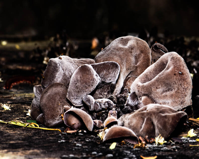 Ear Fungus (1)