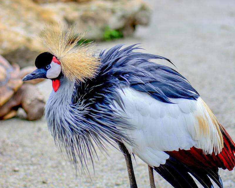 East African Crowned Crane (1)