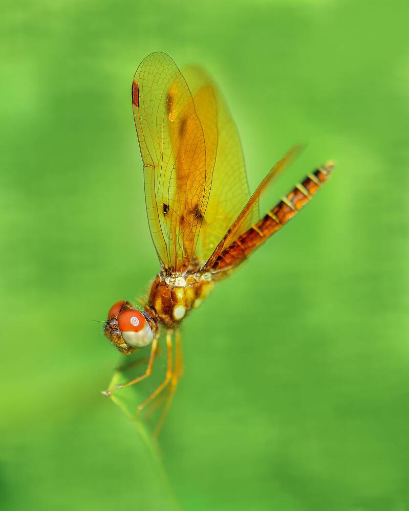 Eastern Amberwing (1)
