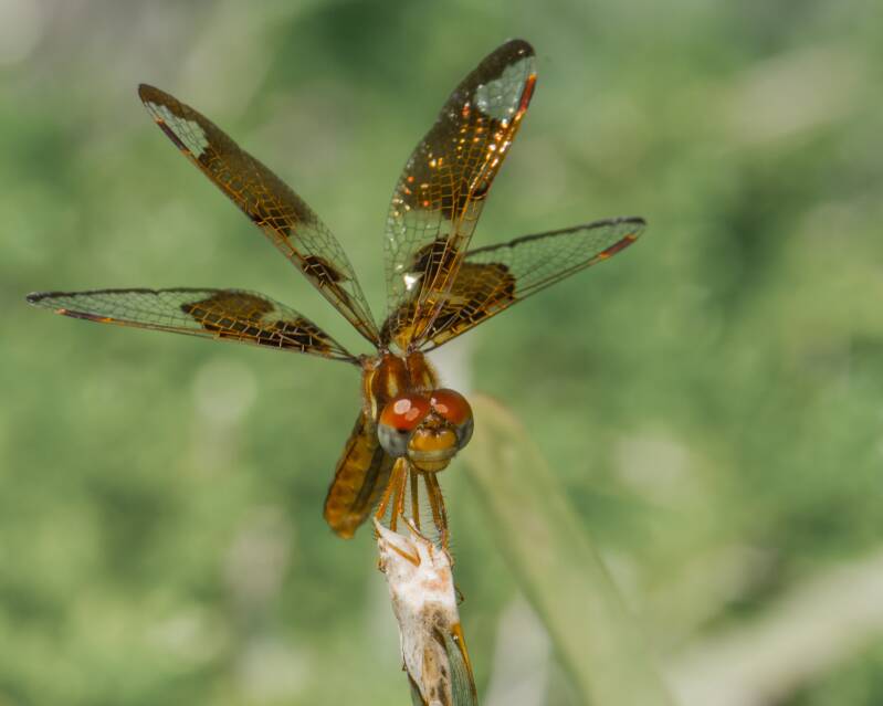 Eastern Amberwing (2)