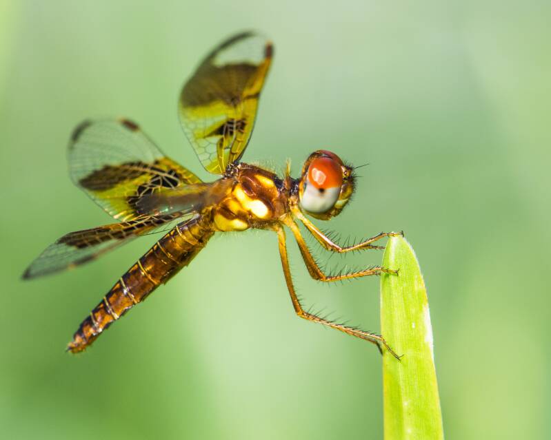 Eastern Amberwing (3)