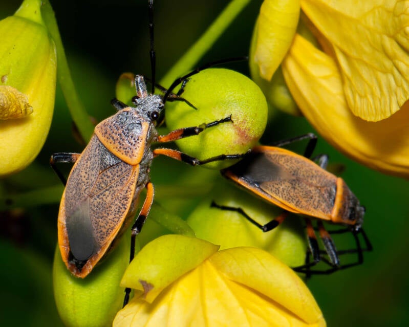 Largus davisi Bordered Plant Bug (1)