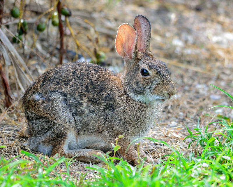 Eastern Cottontail (1)