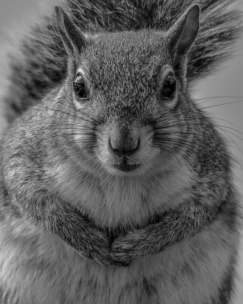 Eastern Gray Squirrel (1)