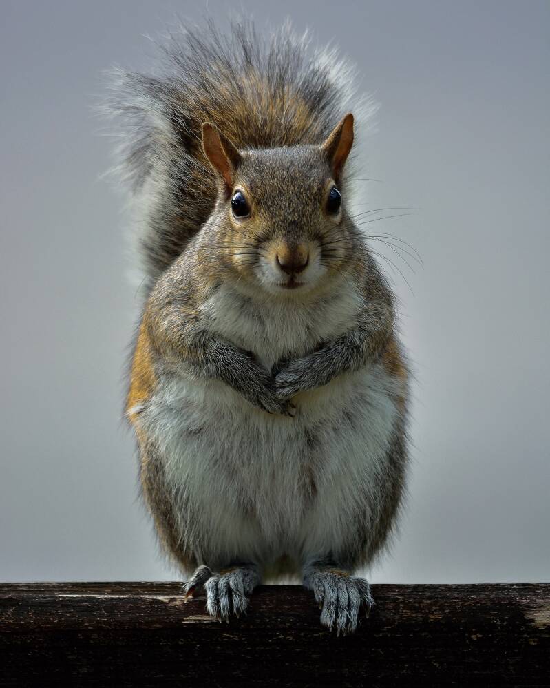 Eastern Gray Squirrel (2)
