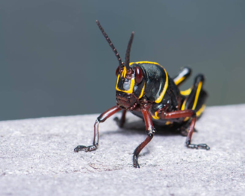 Eastern Lubber Grasshopper (2)