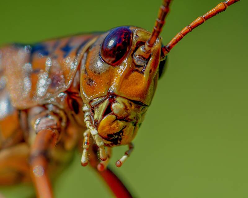 Eastern Lubber Grasshopper (1)