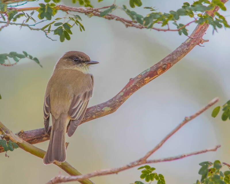 Eastern Phoebe (2)