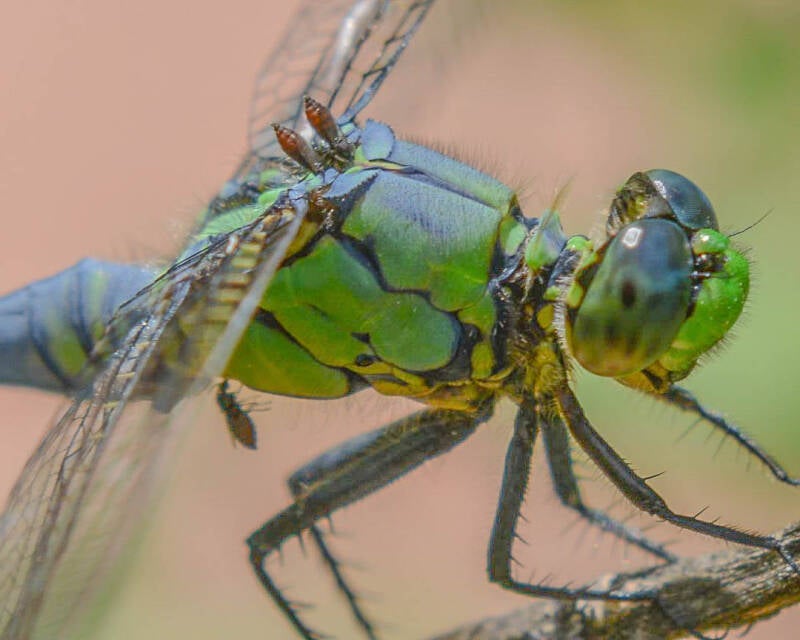 Eastern Pondhawk (4)