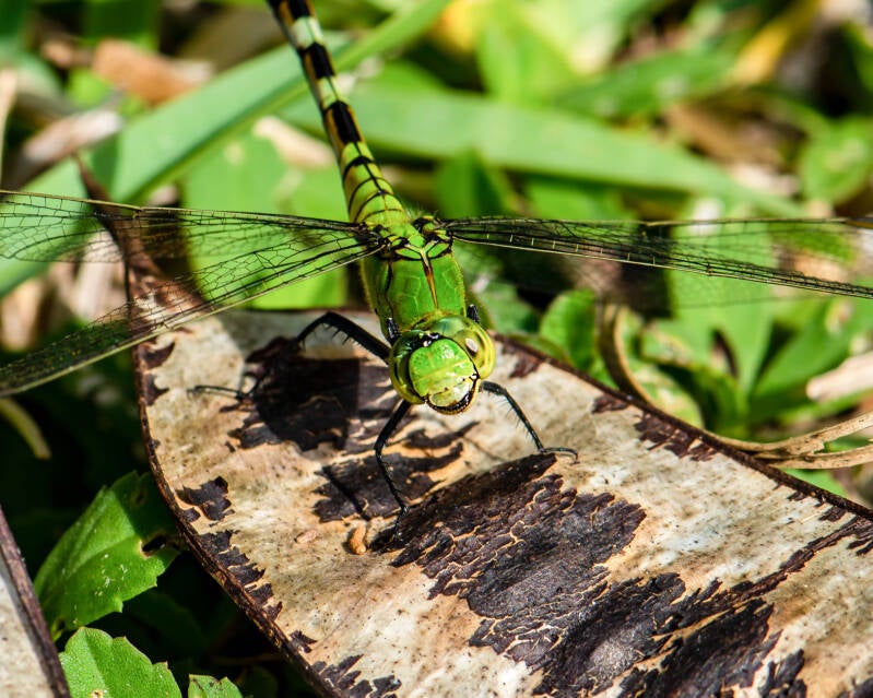 Eastern Pondhawk (2)
