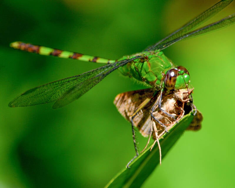 Eastern Pondhawk (5)