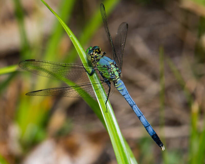 Eastern Pondhawk (3)