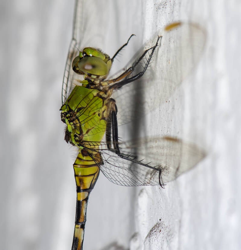 Eastern Pondhawk (7)