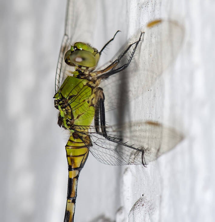 Eastern Pondhawk (6)