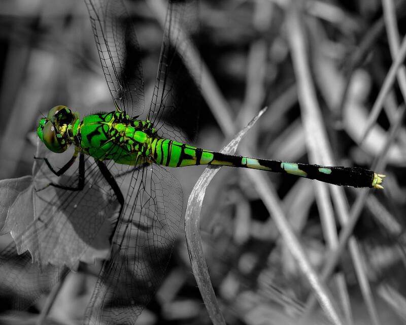 Eastern Pondhawk (1)