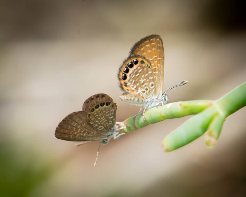 Eastern Pygmy Blue (2)