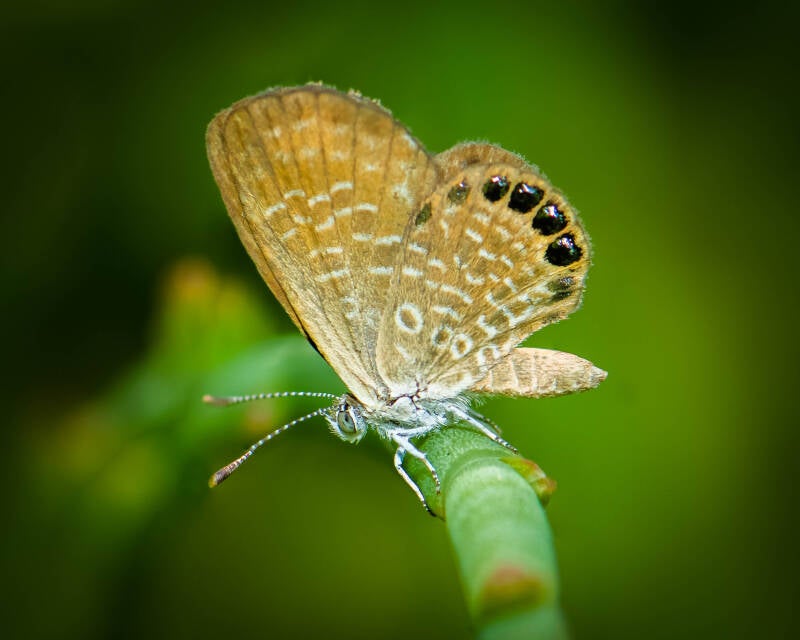 Eastern Pygmy Blue (1)