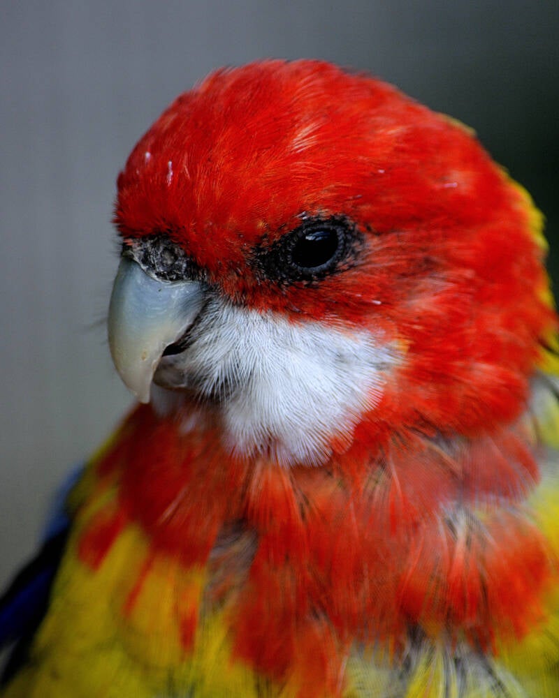 Eastern Rosella (1)
