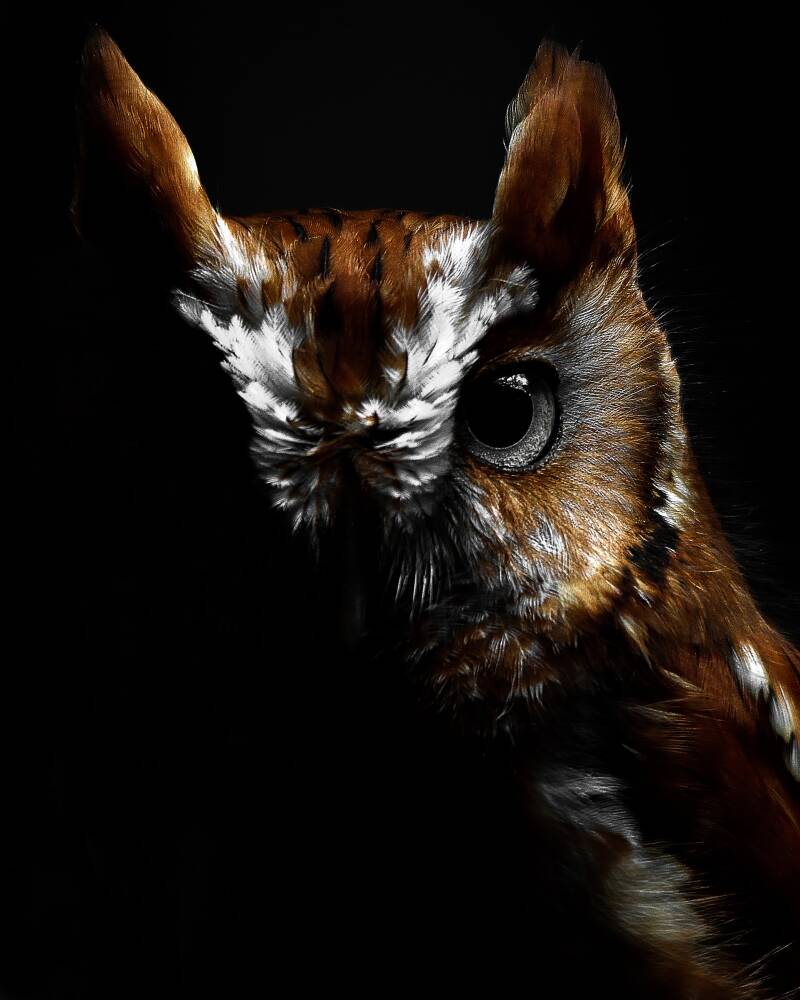 Eastern Screech Owl (1)