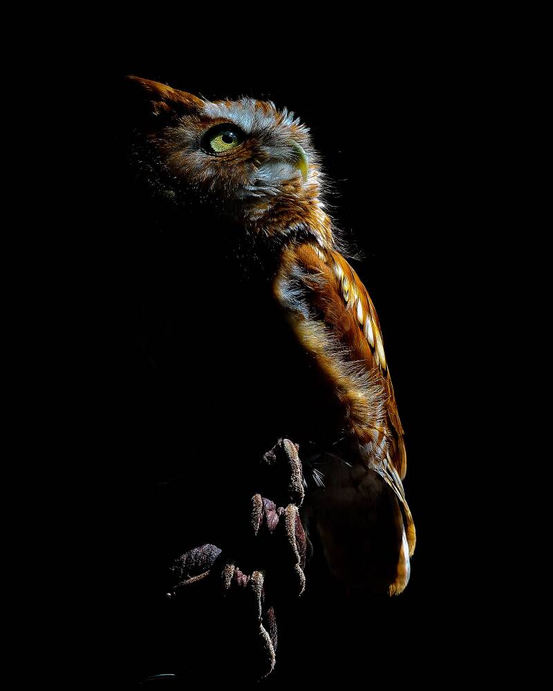 Eastern Screech Owl (2)