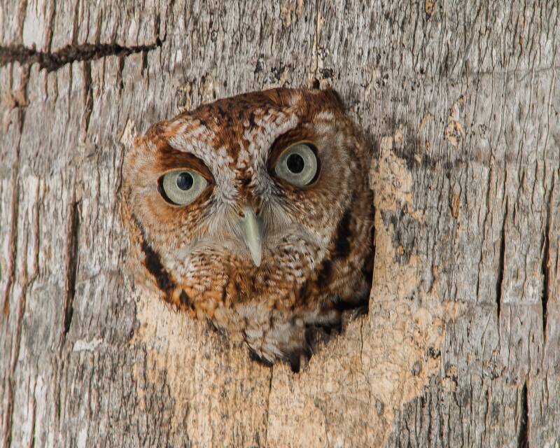 Eastern Screech Owl (3)