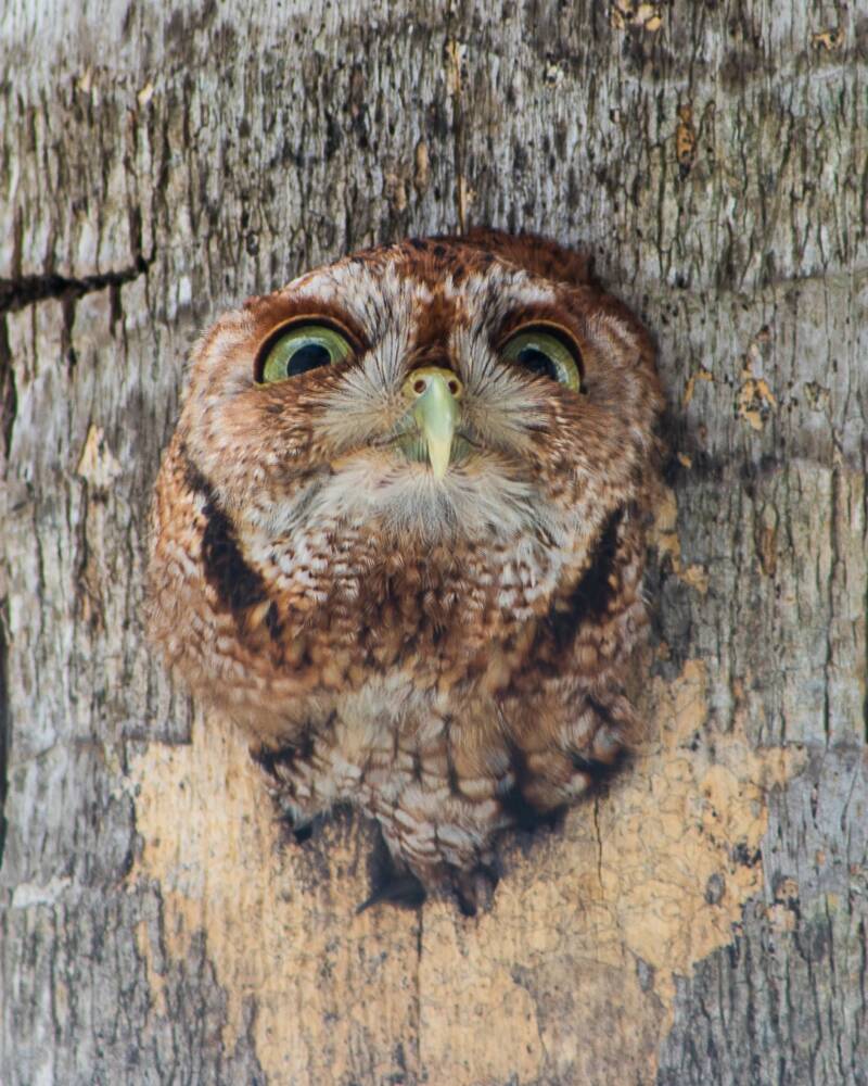 Eastern Screech Owl (4)
