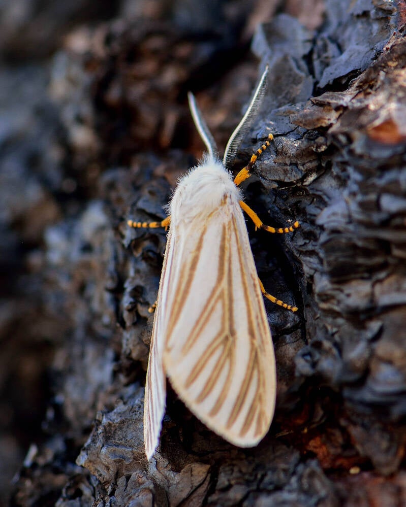 Echo Moth (5)
