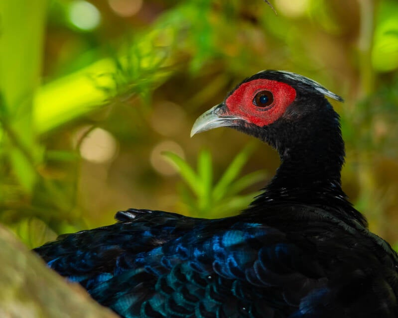 Edward's Pheasant (1)