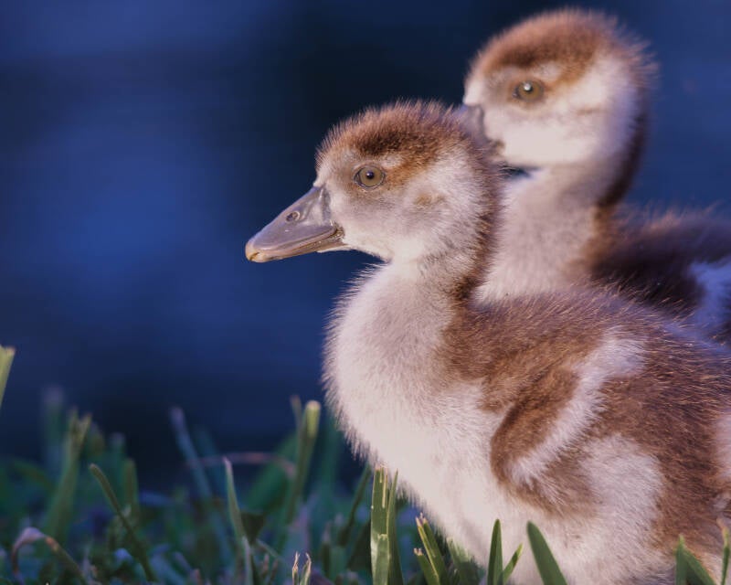 Egyptian Goose (1)