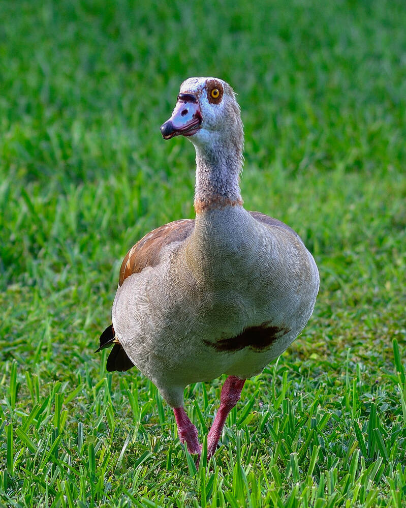 Egyptian Goose (2)