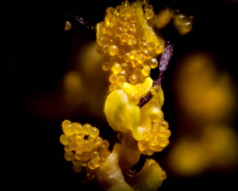 Hibiscus Pollen (1)