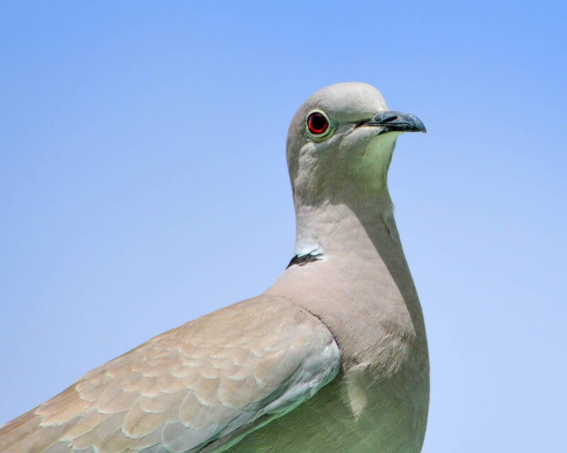 Eurasian Collared Dove (1)