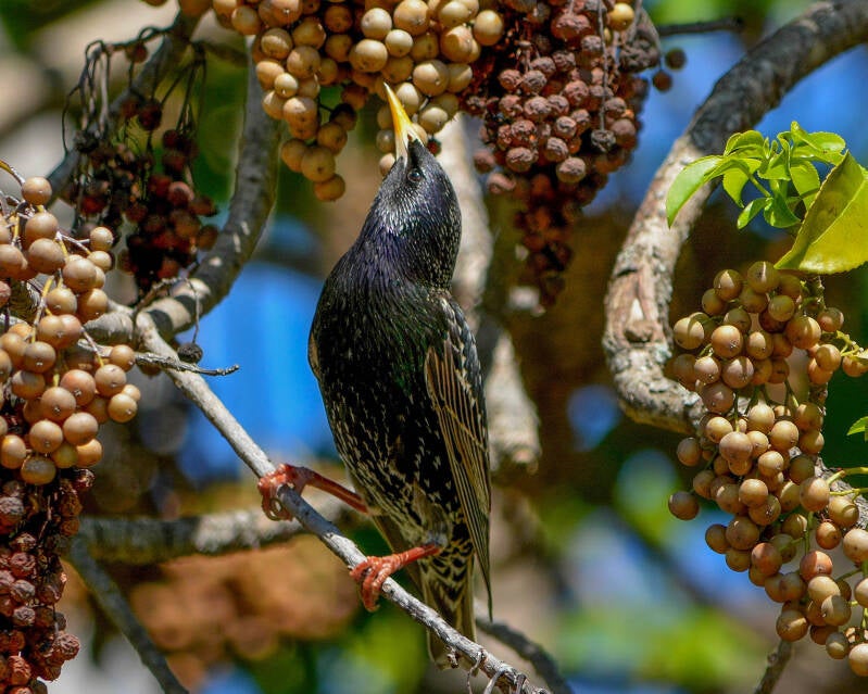 European Starling (1)