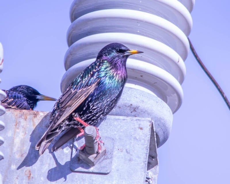 European Starling (2)