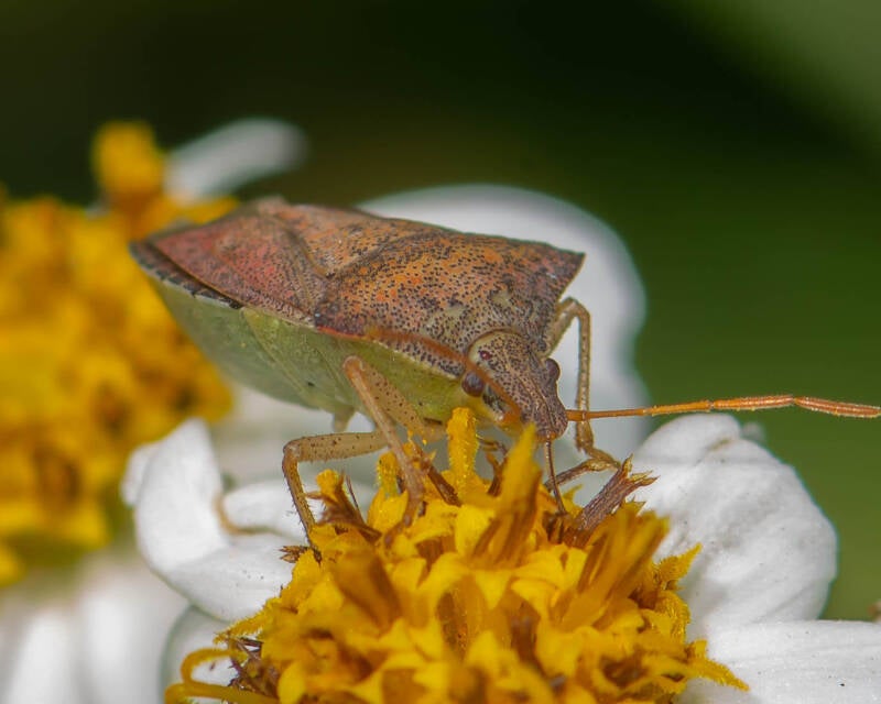 Brown Stink Bug (4)