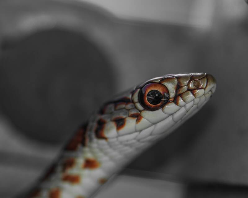 Everglades Racer (1)