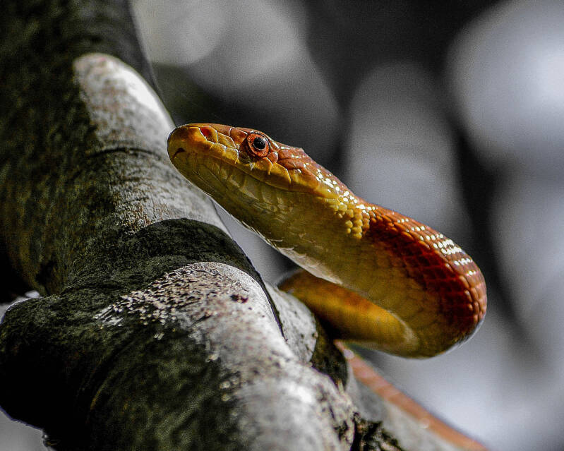 Eastern Ratsnake (5)